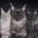 Tabby Maine Coon Kittens for Sale