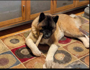 Healthy Long Lasting Chews for Dogs for Safe and Satisfying Chewing