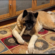 Healthy Long Lasting Chews for Dogs for Safe and Satisfying Chewing