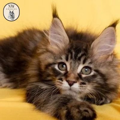 Looking for tabby Maine Coon kittens for sale? Discover healthy, home-raised tabby Maine Coon kittens from NW Coonies in Oregon, USA.