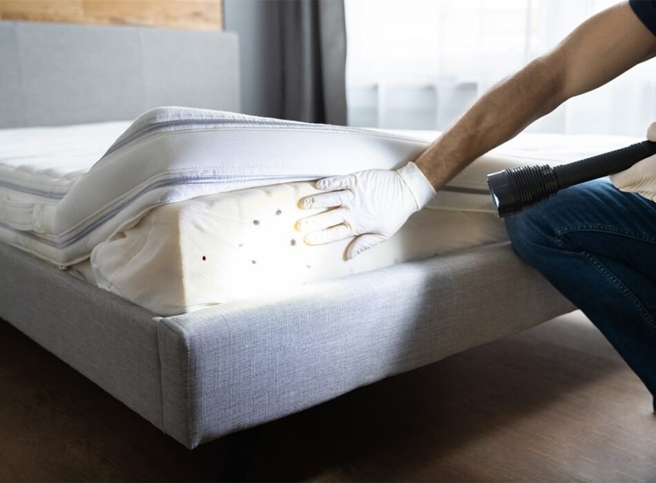 Bed Bug Removal