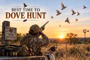 best time to dove hunt