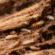 Termite Control