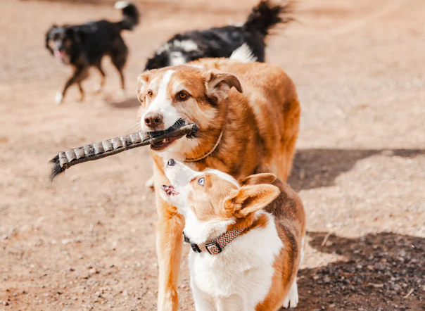 beefhide bones for dogs