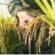 Rice Seed Supplier