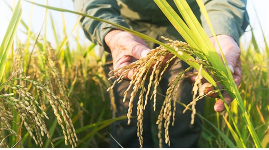 Rice Seed Supplier