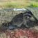 Raccoons