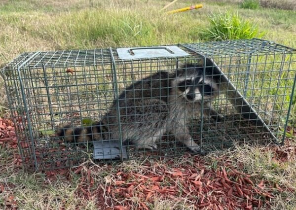Raccoons