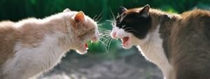cat behavior specialist