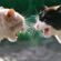cat behavior specialist